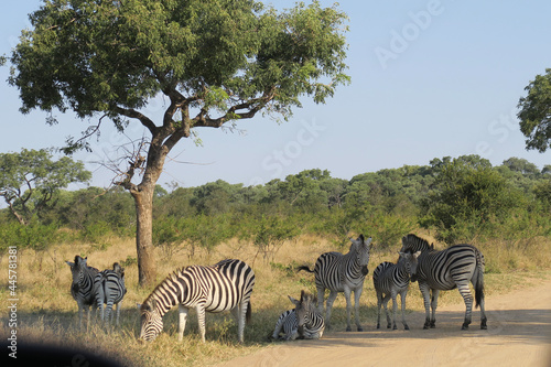 zebras