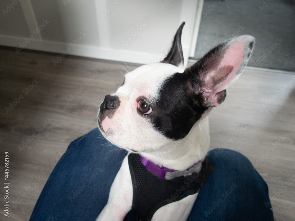 Portrait of a Boston Terrier Puppy with its head in profile and distictive ears pointing upwards. The dog in comfy between the knees of a person.