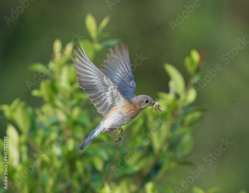 female Eastern Bluebird (Sialia sialis) flying with brown field cricket in her mouth to feed babies, under wing exposed, bokeh tree green back ground