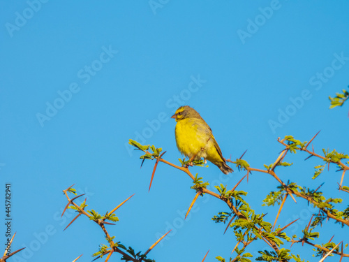 yellow bird on a branch