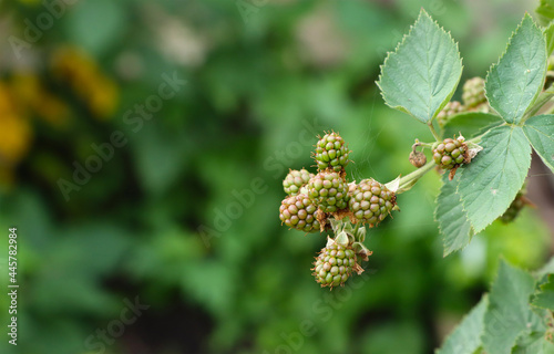 Unripe fruits of black raspberry.