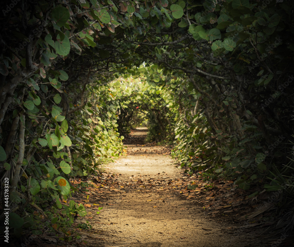 Tunnel of Trees Tunnel of Trees