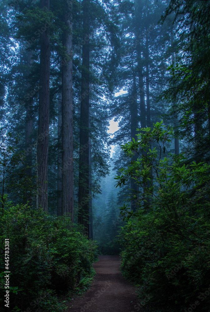 Obraz premium Redwood National Park