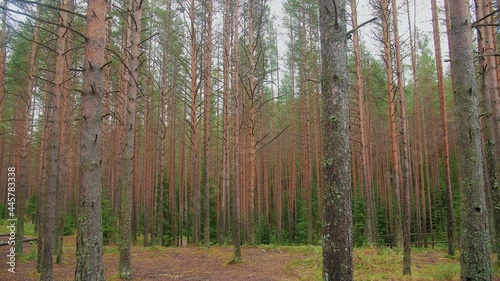 Beautiful textured old forest. The camera moves through the trees. Dense pine forest.