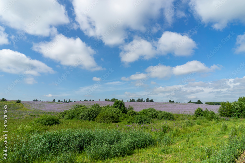 Endless fields with blooming phacelia near Orsha, Belarus