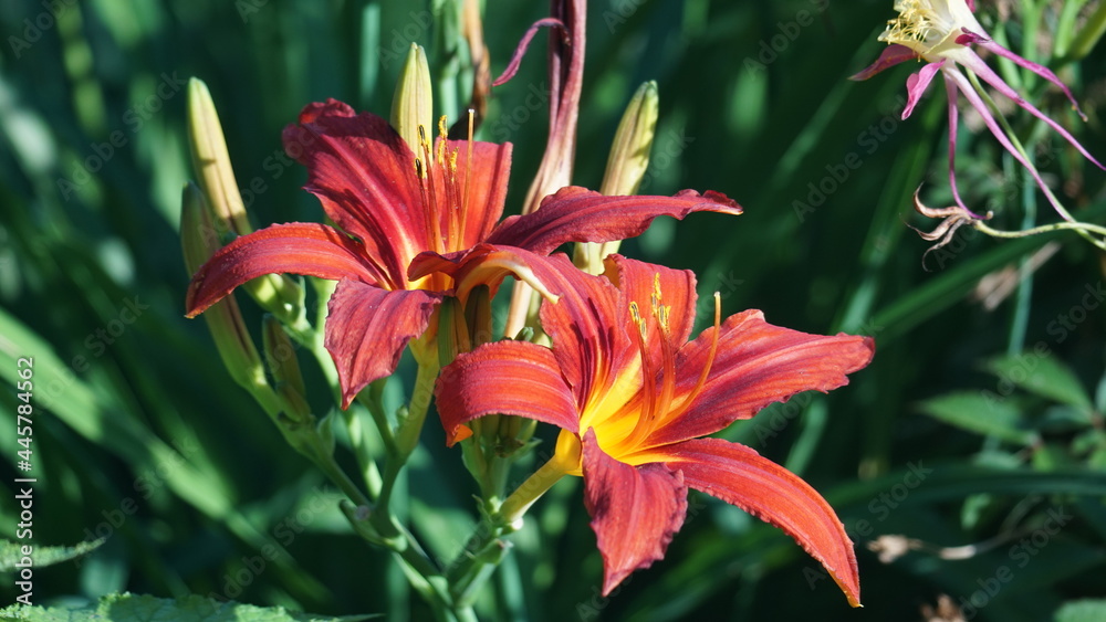 red lily flower red lily flower