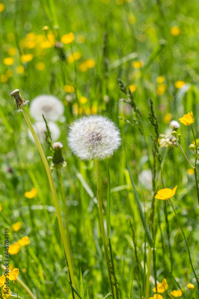 Pusteblume