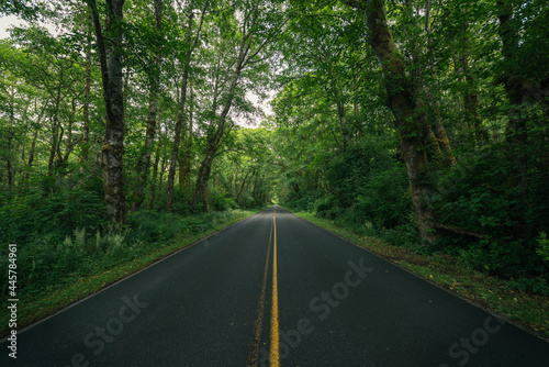 Beautiful road in lush forested tree tunnel  Cape Disappointment State Park  Washington  Pacific Northwest