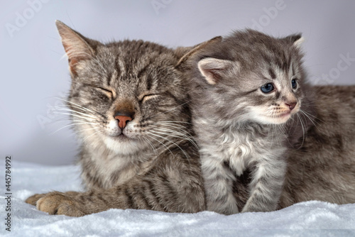 Fotografie Mother cat and little kitten fortnightly age