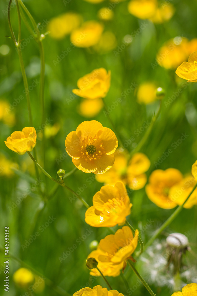 Obraz premium Butterblumen