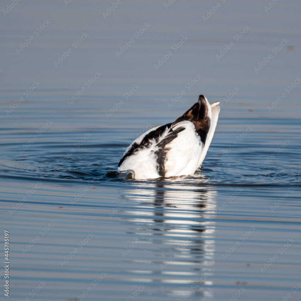 Fototapeta premium dolphin in water