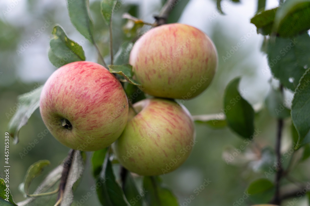 three ripe apples on a branch close-up, selective focus three ripe apples on a branch close-up, selective focus