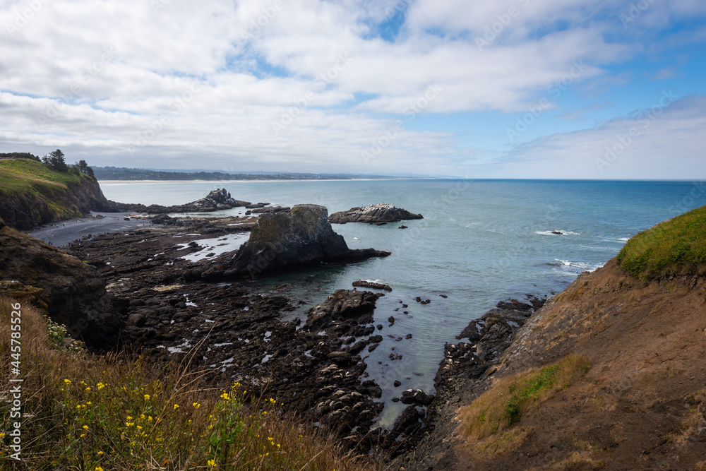 Sea lions resting on rocks under cliff with beautiful views of the Oregon Coast