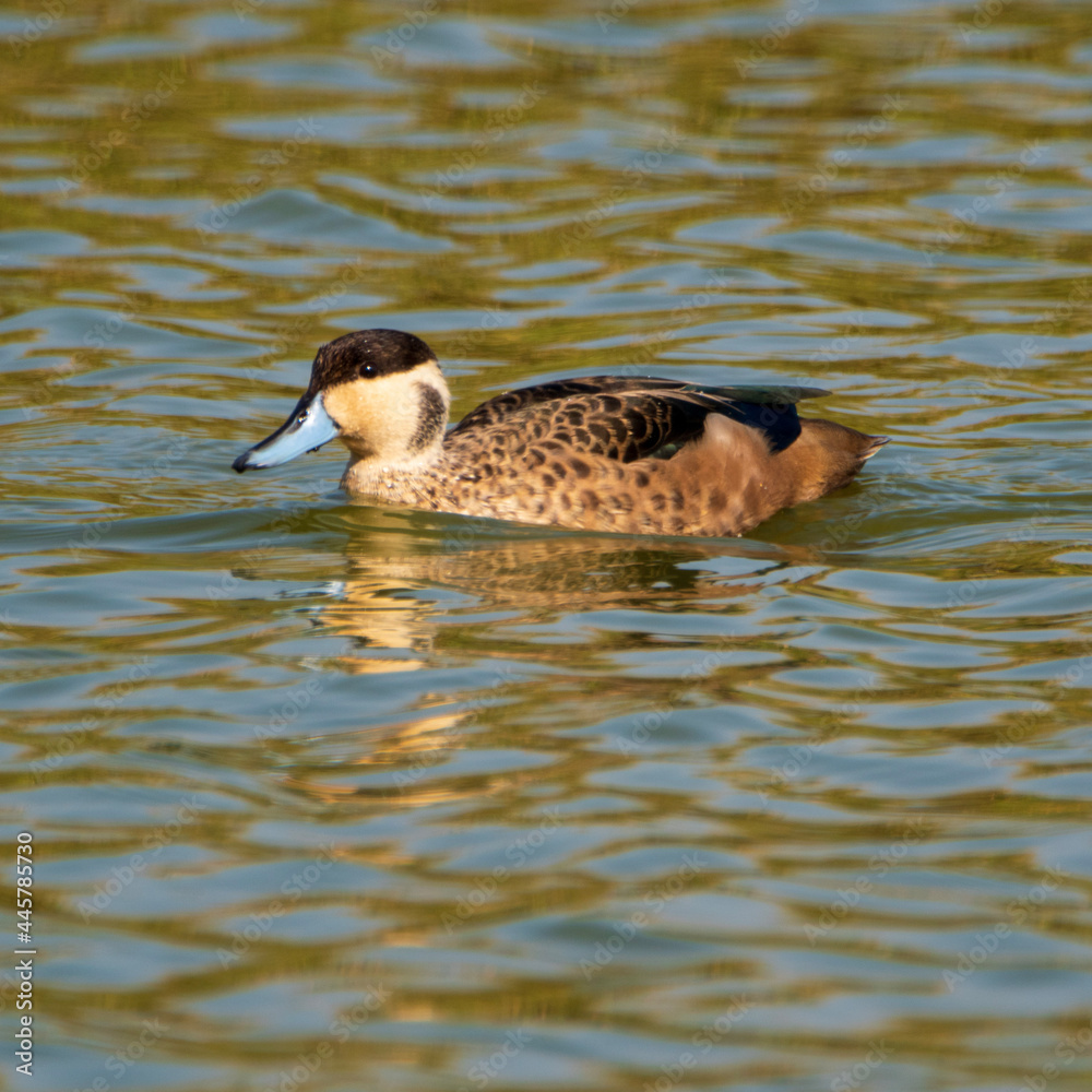 Fototapeta premium duck on the water