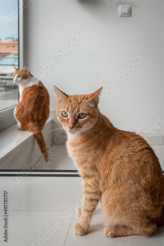vertical composition. two domestic brown cats by the front door
