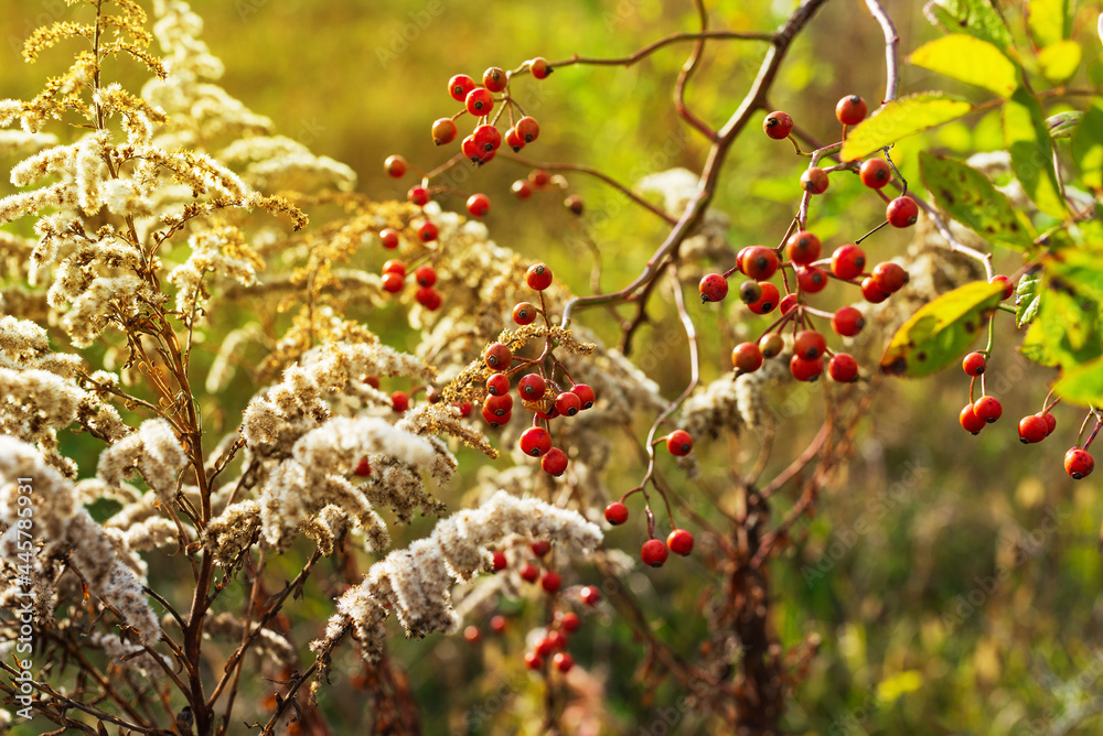Fruits and vegetation of the wasteland in early autumn Fruits and vegetation of the wasteland in early autumn
