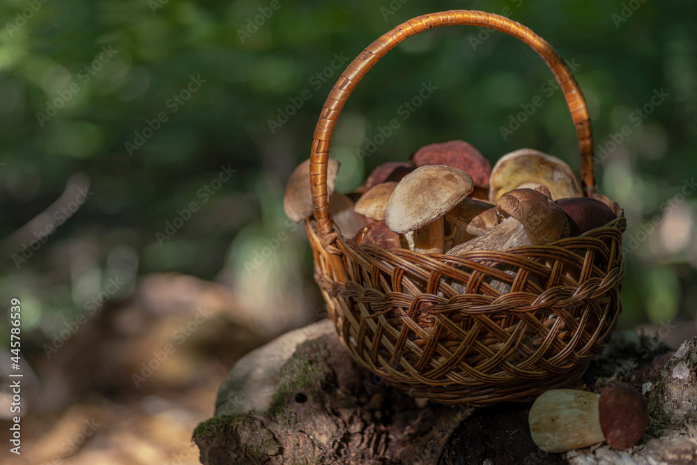 Edible healthy fungus picking season in the forest