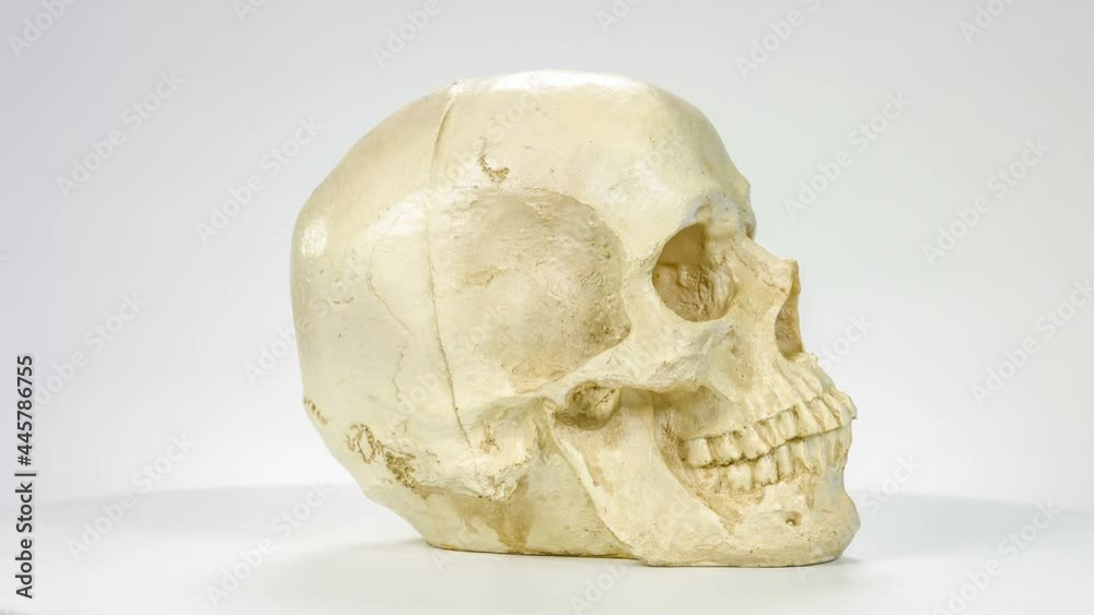 Human skull rotates on a white background. Human skull rotates on a white background.