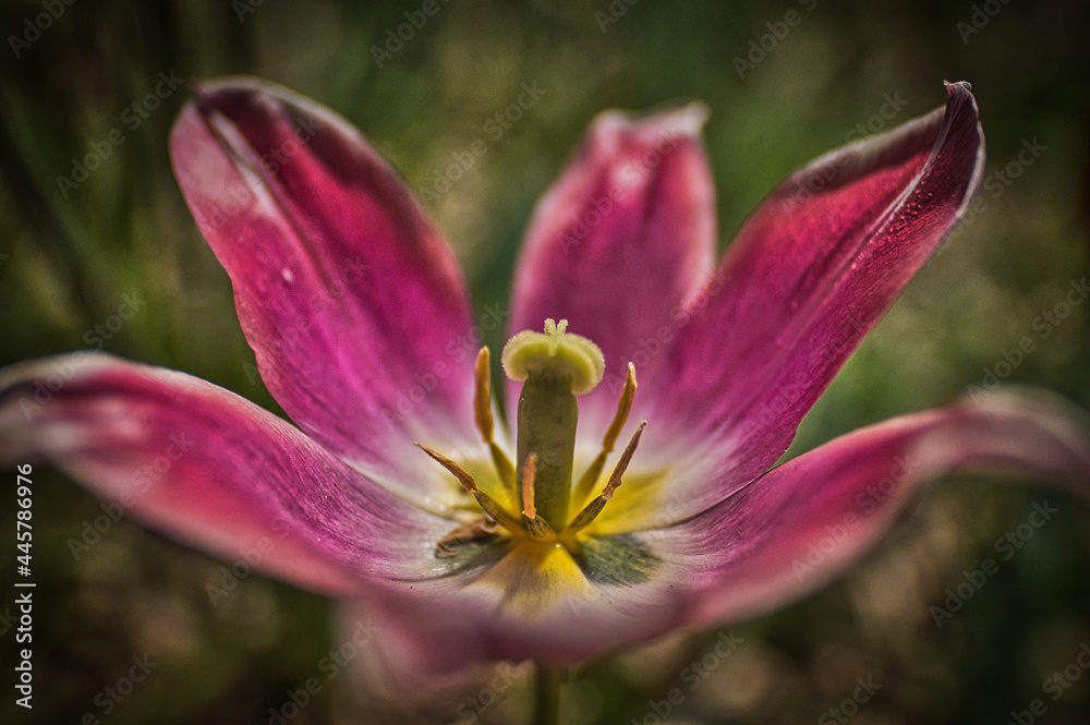 Mysterious flower