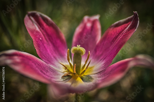 Mysterious flower