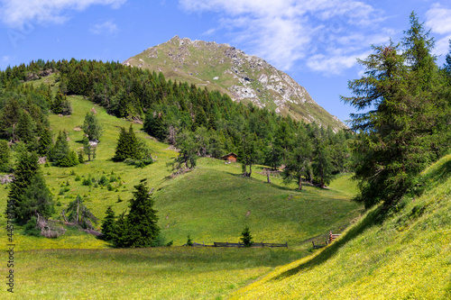 Almwiese im Nationalpark Hohe Tauern in Matrei, Österreich