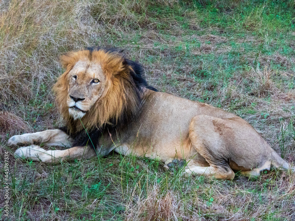 lion resting lion resting
