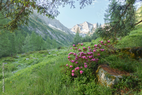 Fototapeta Naklejka Na Ścianę i Meble -  Blick auf einen Berggipfel mit Alpenrosen unter einem Baum