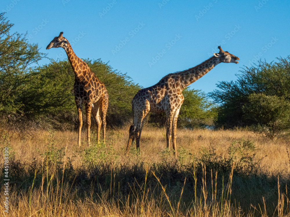 giraffe in the savannah