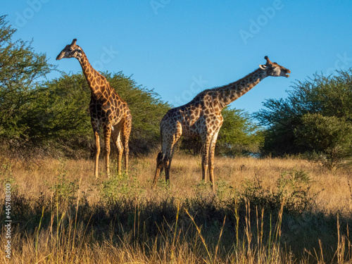 giraffe in the savannah