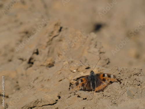 Small tortoiseshell  Aglais urticae  - butterfly with damaged wings resting on sand  Gdansk  Poland