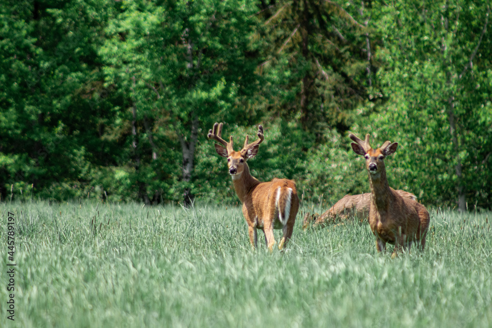 group of deer in a field, grazing, Whitefish Montana group of deer in a field, grazing, Whitefish Montana