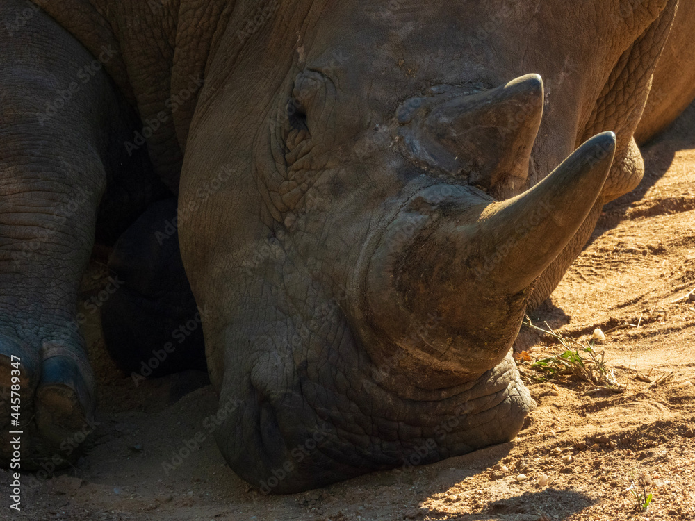 Fototapeta premium rhino in the sun