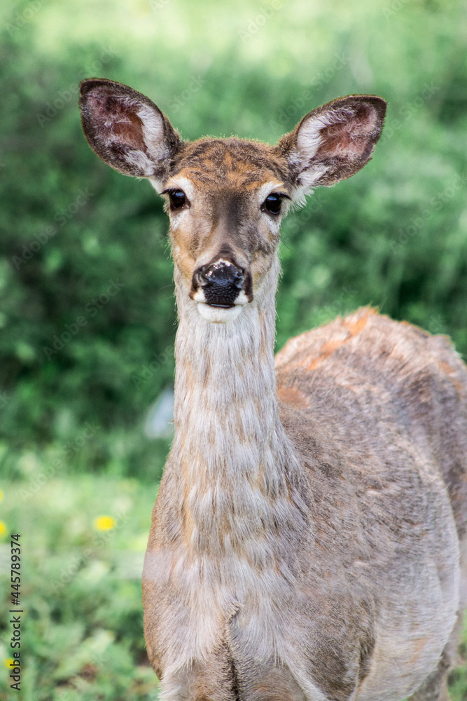 young deer profile in the woods, Montana young deer profile in the woods, Montana