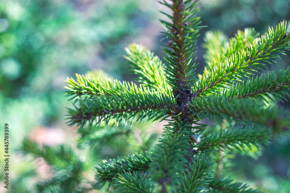 Fototapeta premium Top of a green Christmas tree, selective focus. Christmas mood, blurred background with bokeh. Celebrating Christmas