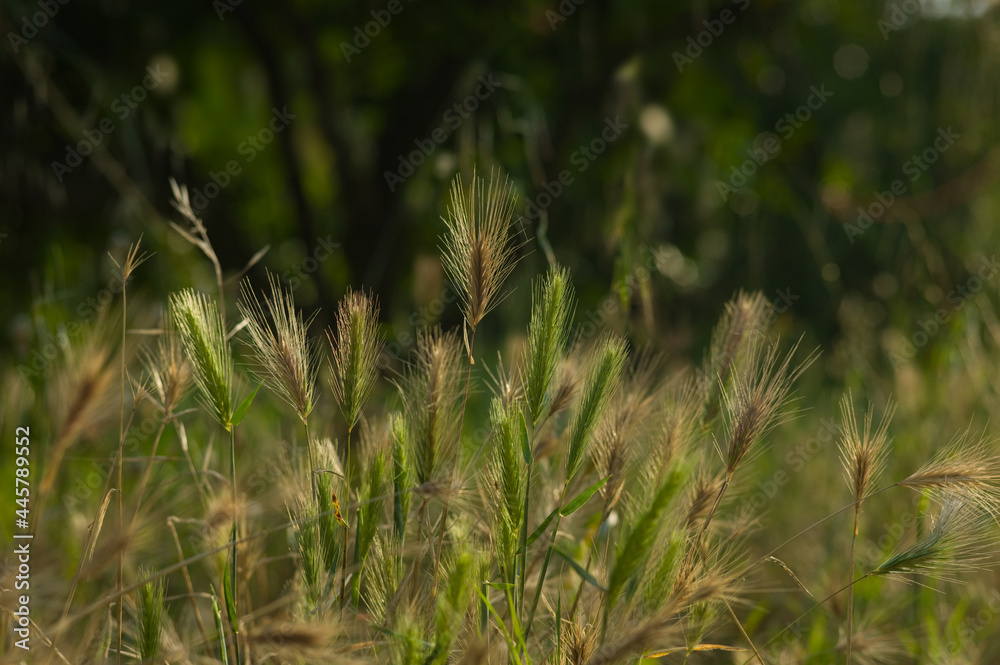 Unripe wheat ears close up in the warm morning sun in a grassy field. Warm gold and green background photo