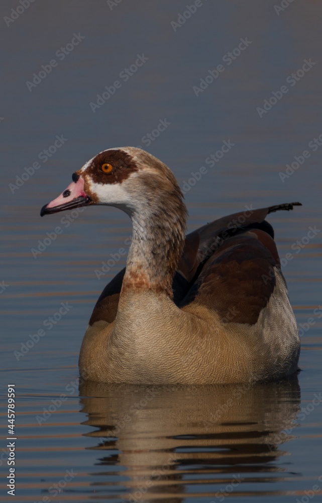 Fototapeta premium duck in water