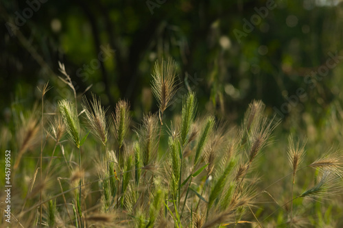 Unripe wheat ears close up in the warm morning sun in a grassy field. Warm gold and green background photo