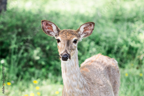 close up of young female deer, portrait 