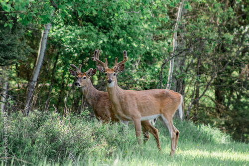 two bucks in the woods of Whiteish Montana © JacquelineBracken