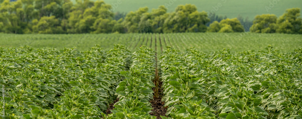 Landscape with smooth rows of sunflower shoots going to the horizon Landscape with smooth rows of sunflower shoots going to the horizon