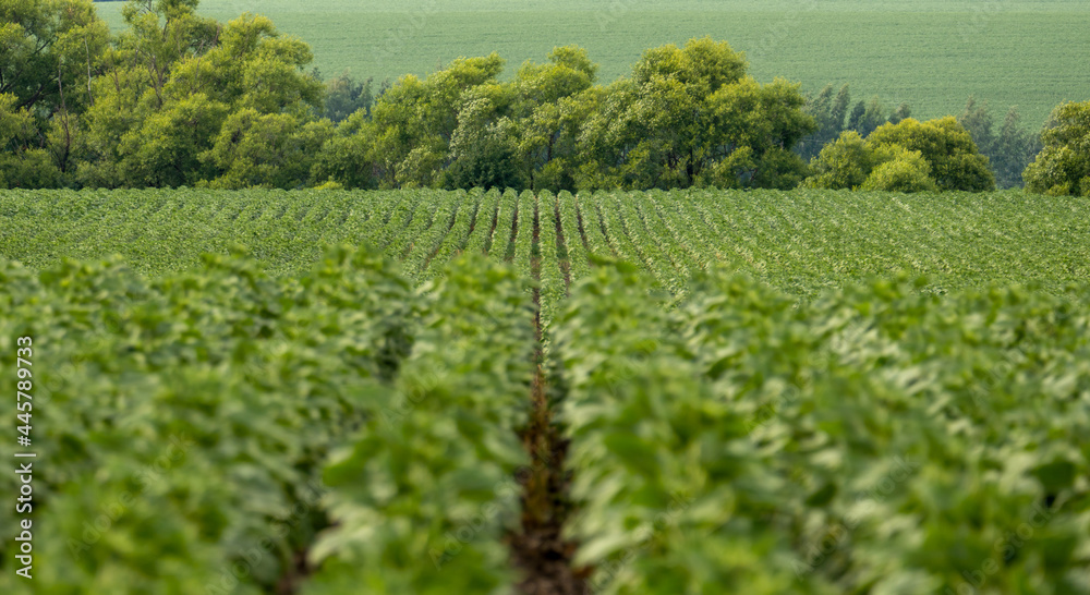 Landscape with smooth rows of sunflower shoots going to the horizon Landscape with smooth rows of sunflower shoots going to the horizon