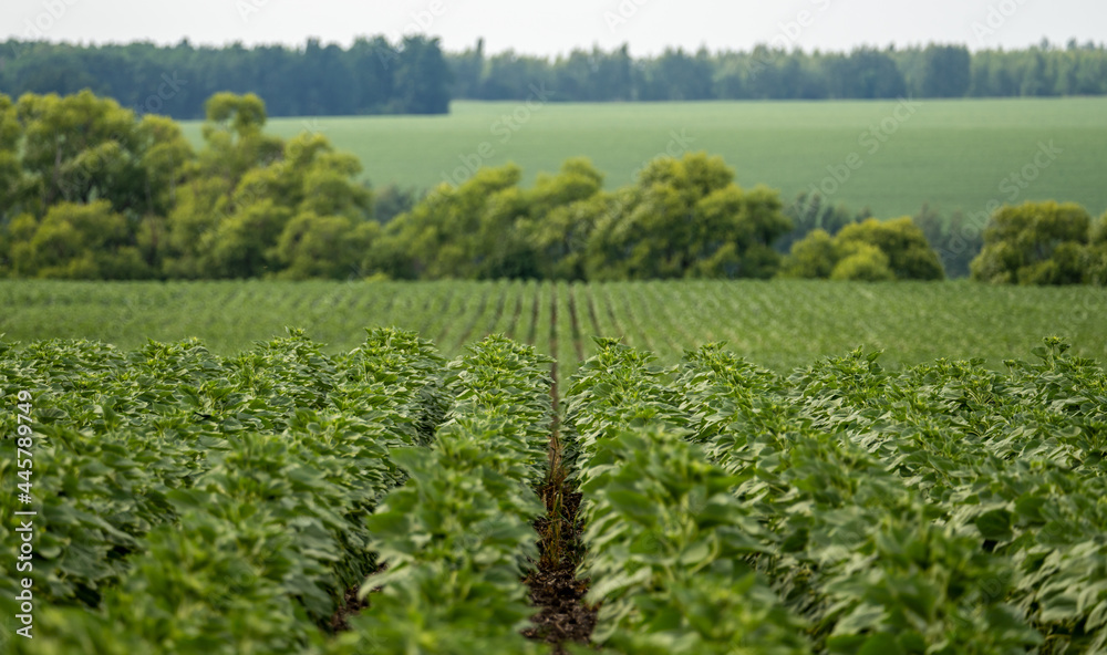 Landscape with smooth rows of sunflower shoots going to the horizon Landscape with smooth rows of sunflower shoots going to the horizon