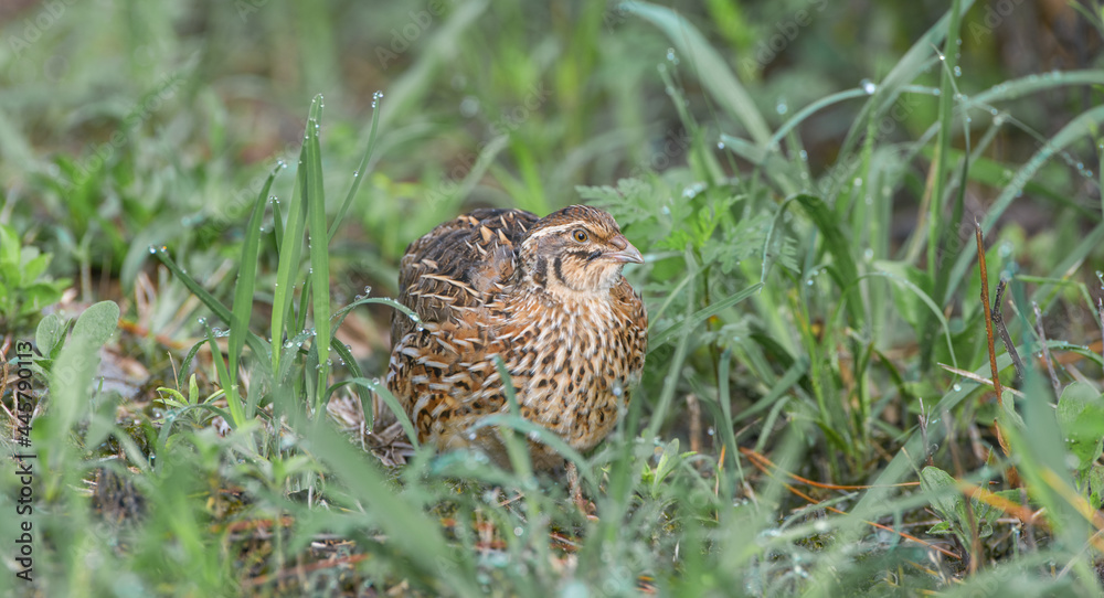 Fototapeta premium Wild domestic common quail - coturnix coturnix, or European quail, is a small ground-nesting game bird in the pheasant family Phasianidae. Non native to Florida, domestic escapee