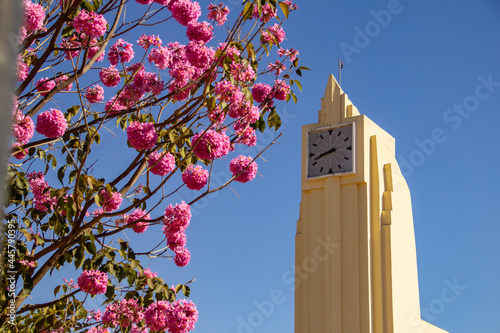 Museu Frei Confaloni com detalhes de flores de ipê rosa ao redor. Antiga estação ferroviária de Goiânia. Handroanthus heptaphyllus. photo