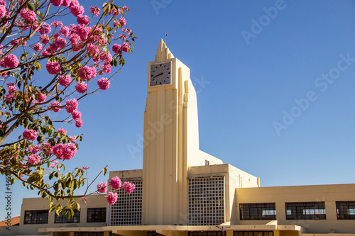 Museu Frei Confaloni com detalhes de flores de ipê rosa ao redor. Antiga estação ferroviária de Goiânia. Handroanthus heptaphyllus.