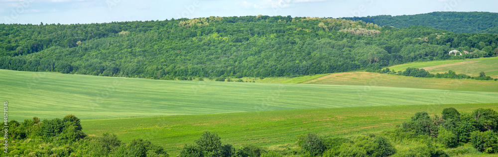 Beautiful summer landscape green sown field on a sunny day in Ukraine