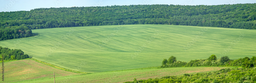 Beautiful summer landscape green sown field on a sunny day in Ukraine