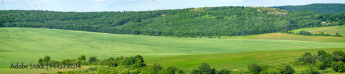 Beautiful summer landscape green sown field on a sunny day in Ukraine