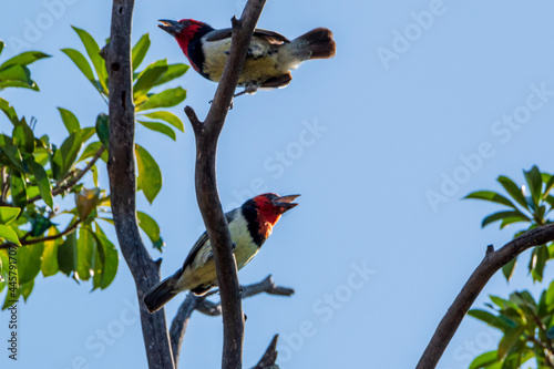 red billed hornbill