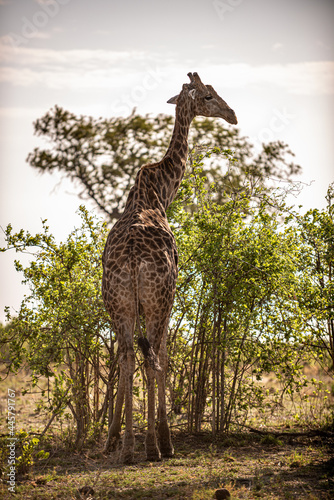 Botswana  Reise  Safari